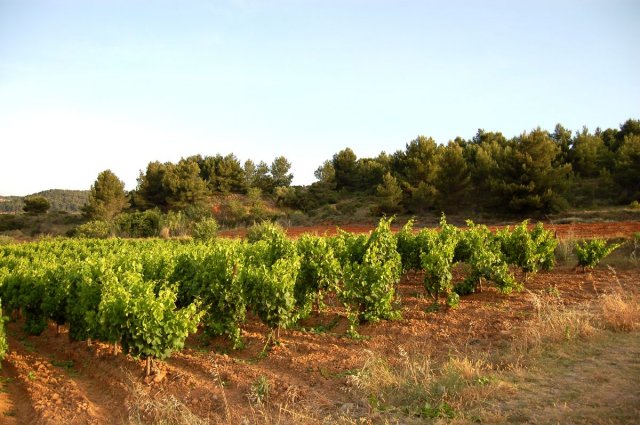 terroir  collines argileuses